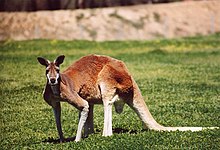 The red kangaroo is the largest species of kangaroo, as well as the largest terrestrial mammal native to Australia. RedRoo.JPG