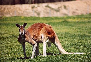 <span class="mw-page-title-main">Kangaroo</span> Marsupial of the family Macropodidae