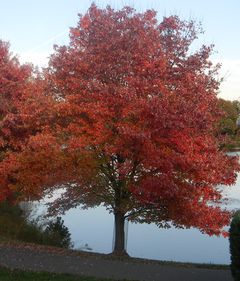 Raudonasis klevas (Acer rubrum)