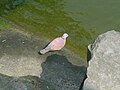 Red turtle dove.JPG