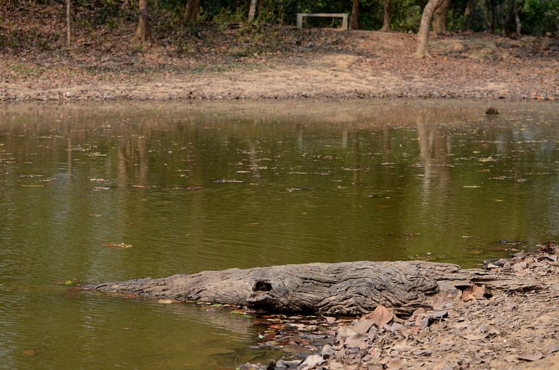 File:Rema-Kalenga Wildlif Sanctuary 6.jpg