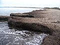 Deposit of Posidonia oceanica