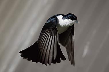 https://upload.wikimedia.org/wikipedia/commons/thumb/5/5d/Restless_flycatcher04.jpg/380px-Restless_flycatcher04.jpg