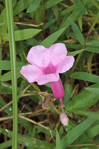 File:Rhabdadenia madida.jpg