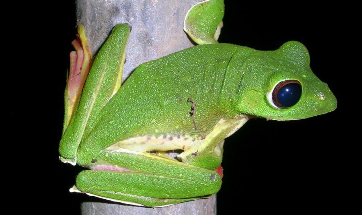 Malabar flying frog