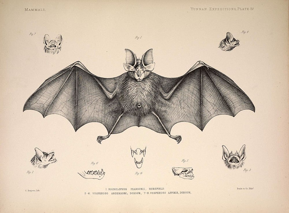 The average adult weight of a Pearson's horseshoe bat is 11 grams (0.02 lbs)