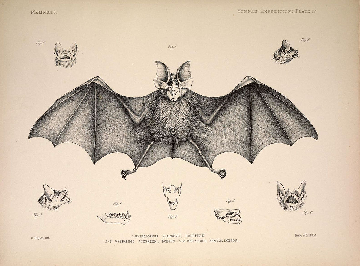 how drawing nose Wikipedia horseshoe Pearson's  bat