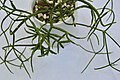 Rhipsalis teres forma prismatica