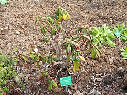 Rhododendron uvarifolium - University of Copenhagen Botanical Garden - DSC07558.JPG