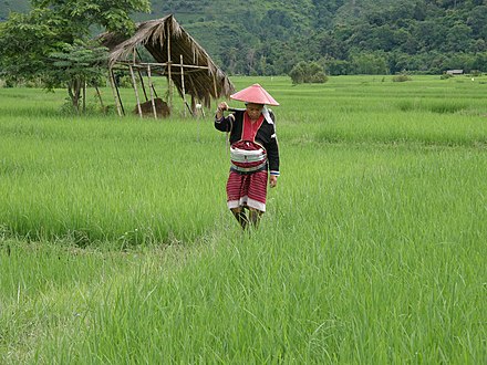 Rice fields near Kengtung