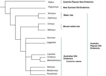 Figure 1 The phylogeny of rodents of the Subfamily Murinae. Rodents of Subfamily Murinae.png