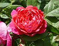 Benjamin Britten (Rose)