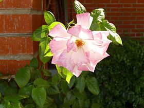 'Händel', McGredy 1965 'Columbine' × 'Heidelberg'