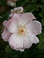 Rosa 'Lieve Louise' (close-up)