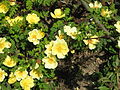 Rosa xanthina 'Canary Bird'