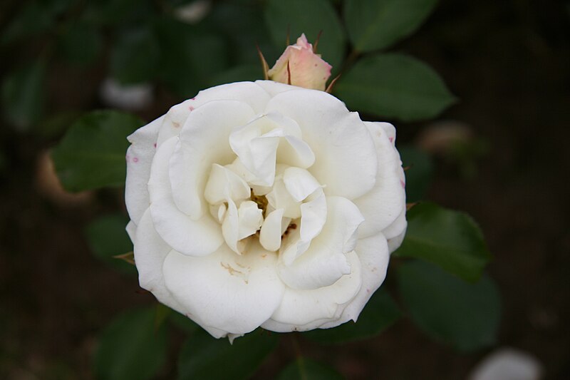 File:Rose Grasten 20070601.jpg