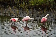 Roseate Spoonbill (23528267293).jpg