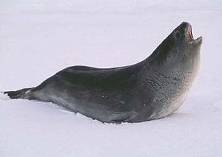 Ross seal species of mammal