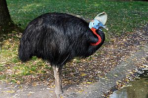 Rødhalset cassowary.jpg