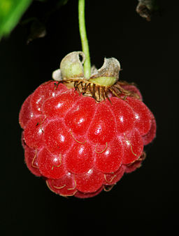 Rubus idaeus - fruit