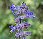 Russian sage by RO IV.jpg