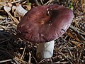 !!Russula fragilis!!