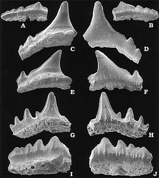 <span class="mw-page-title-main">Synechodontiformes</span> Extinct order of sharks