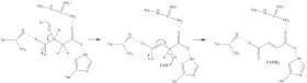 Image 7: E1cb Succinate oxidation mechanism. S.D.Oxidation of Succinate E1cb.gif