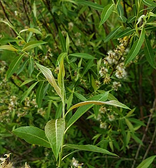 <i>Salix petiolaris</i> Species of willow