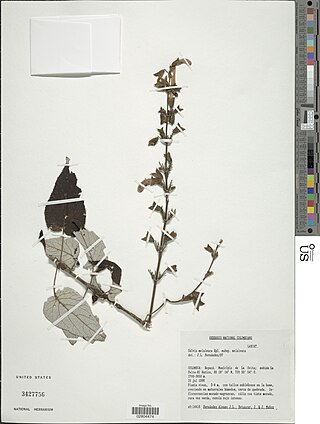 <i>Salvia melaleuca</i> Species of shrub
