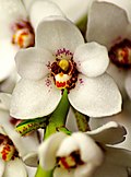 Sarcochilus hartmannii (6221853340) - cropped.jpg