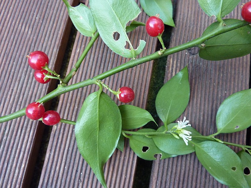 File:Sarcococca ruscifolia-cultivated 20.jpg