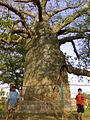 Savanuru Baobab 1
