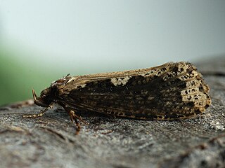 <i>Scardia boletella</i> Species of moth