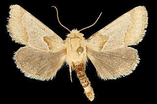 <i>Schinia ligeae</i> Species of moth