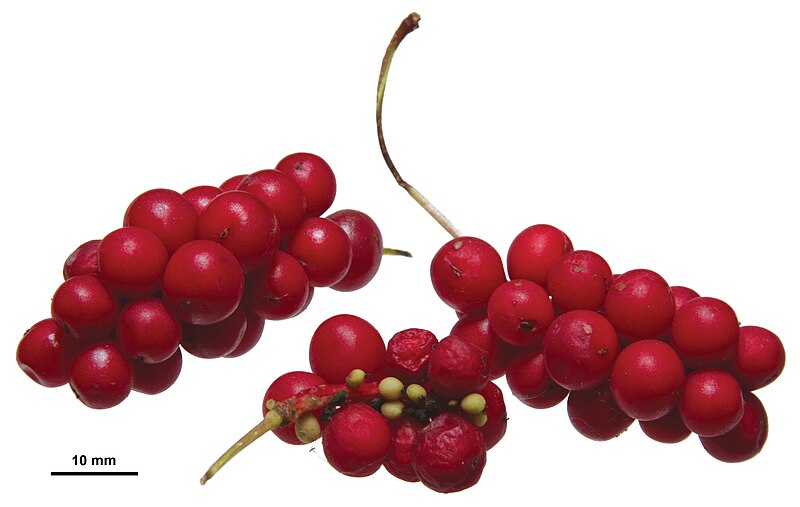 File:Schisandra chinensis berries.jpg