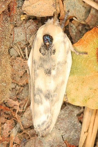 <i>Antaeotricha schlaegeri</i> Species of moth