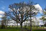 Schleswig-Holstein, Bokel, natural monument 26-02 NIK 2891.JPG