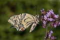 Platz 9: Herwig Winter - Die Raupen des Schwalbenschwanzes (Papilio machaon) fressen an Doldenblütlern, in erster Linie an der Wilden Möhre, an Fenchel, Dill und Pastinak; alles Pflanzenarten, die an trockenen und mageren Standorten gedeihen, von denen viele im Zuge der modernen Landwirtschaft verschwunden sind. Deshalb ist dieser schöne Schmetterling mittlerweile sehr selten geworden.