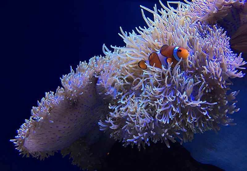 File:Seattle Aquarium 20161219 Clownfish 01.jpg