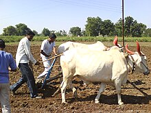 Farming Seedsowing.JPG