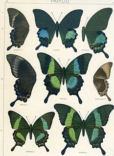 <i>Papilio karna</i> Species of butterfly