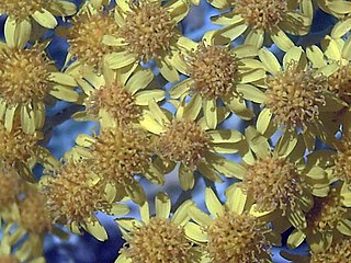 Senecio cineraria close up flowers