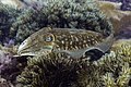* Nomination Common cuttlefish (Sepia officinalis), Arrábida National Park, Portugal --Poco a poco 12:54, 29 September 2021 (UTC) * Promotion  Support Good quality. --Steindy 17:39, 29 September 2021 (UTC)