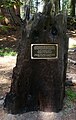 Sequoia National Park - Big Trees Trail - National Geographic Society monument