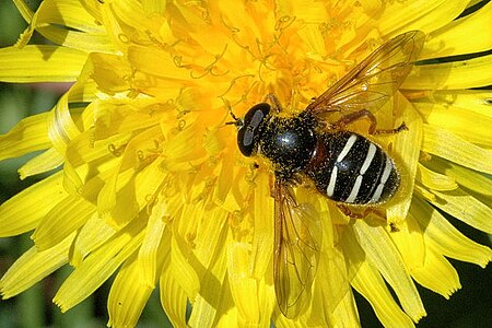 Sericomyia lappona