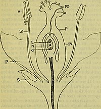 A floral diagram, with the pollen tube labelled PG Sex (electronic resource) (1914) (14590686978).jpg