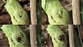 T. lapidator emerging from Papilio machaon pupa