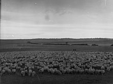 Bungaree with a mob of 1,960 sheep which had just walked to Bungaree from Paralana Station.