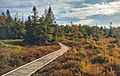 * Nomination Sifton Bog boardwalk, London, Ontario, Canada. --The Cosmonaut 02:31, 14 December 2020 (UTC) * Promotion  Support Good quality -- Johann Jaritz 04:15, 14 December 2020 (UTC)